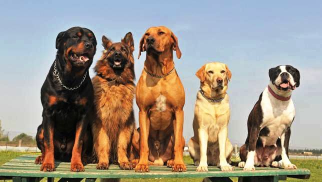 Read more about the article Advantages of dog training in groups
