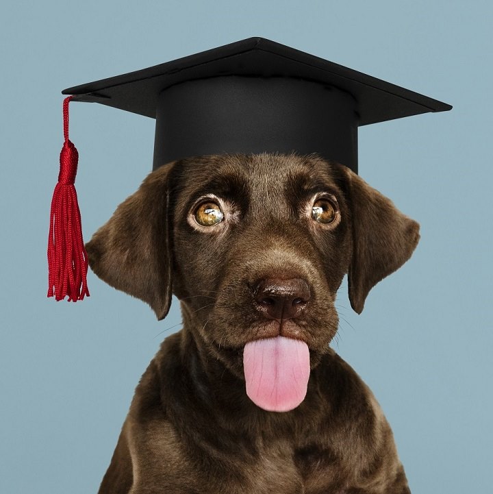 Adiestramiento canino - Dog training