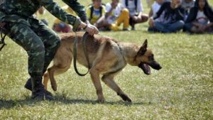 Read more about the article The best training for my dog