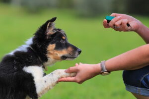 Read more about the article How to train your dog to come back when called