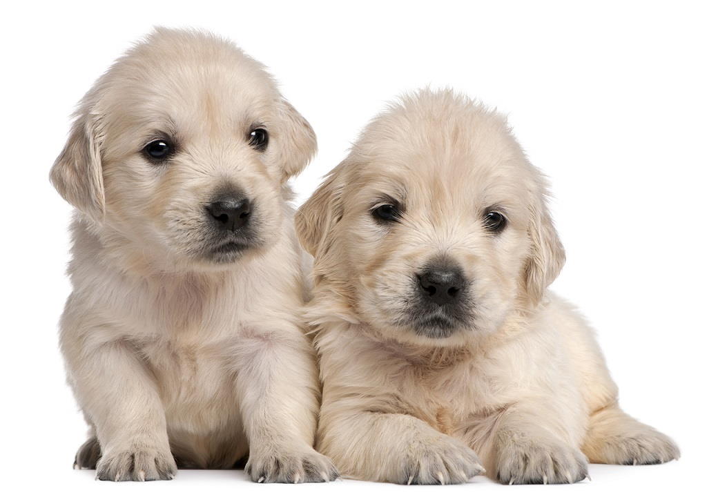 Read more about the article Eight ips to educate a puppy