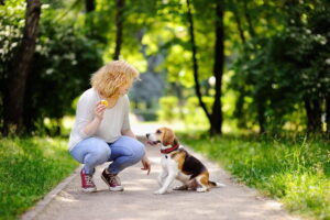 Read more about the article How to train your dog to sit
