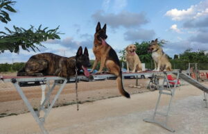 Read more about the article How important is socialize your dog