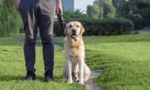 Läs mer om artikeln Hur du lär din hund att lägga sig ner