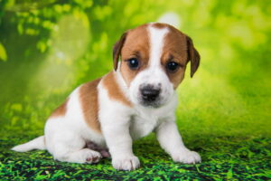 Read more about the article How to keep my puppy from peeing at home