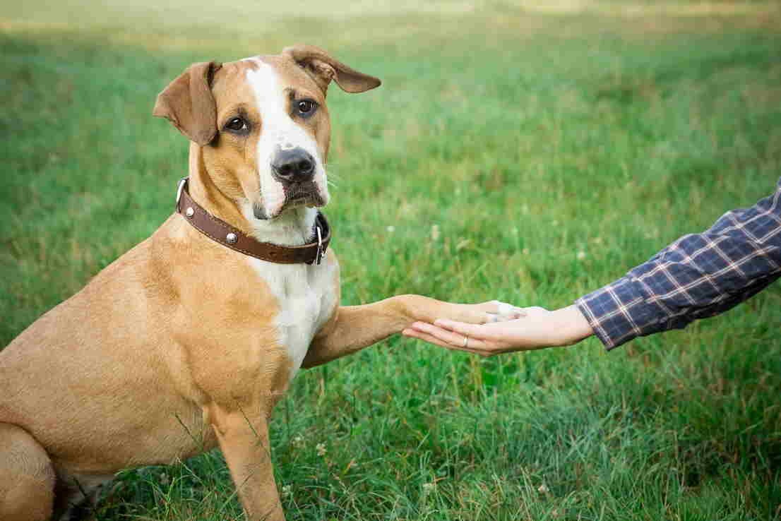 Read more about the article How to train your dog to leave it