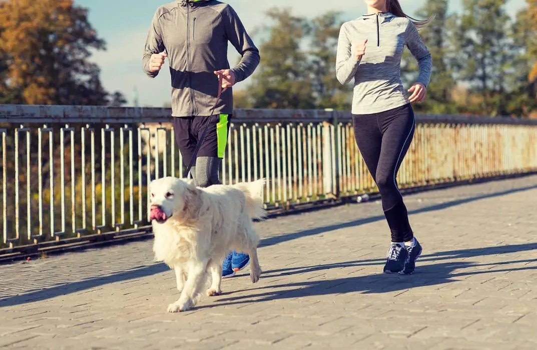 Read more about the article Keep fit with your dog