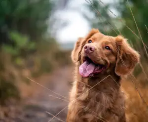 Lee más sobre el artículo Prepara el alojamiento para tu perro en vacaciones
