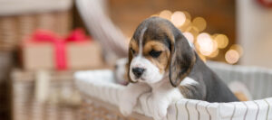 Read more about the article Five Effective Dog Training Methods For Puppies