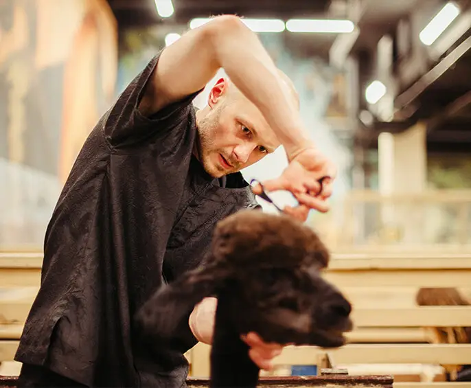 Read more about the article Best Grooming Tips For Your Dog’s Health