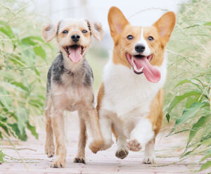 Read more about the article How To Choose The Right Dog For You 🐾