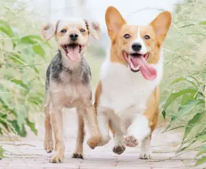 Lee más sobre el artículo Cómo elegir el perro adecuado para ti 🐾