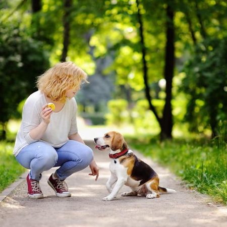 Young beautiful woman playing with Beagle dog in the summer park